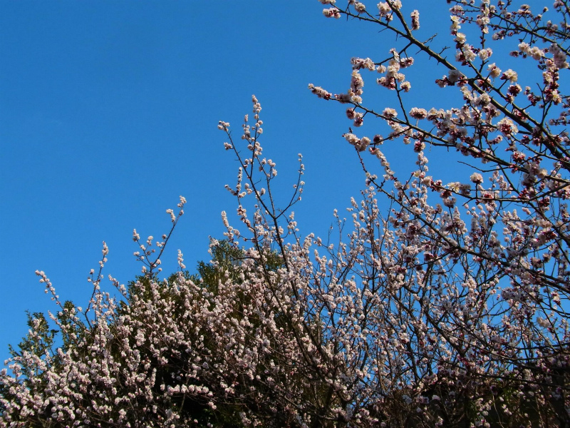 1898797_469089266550347_1183397597_o